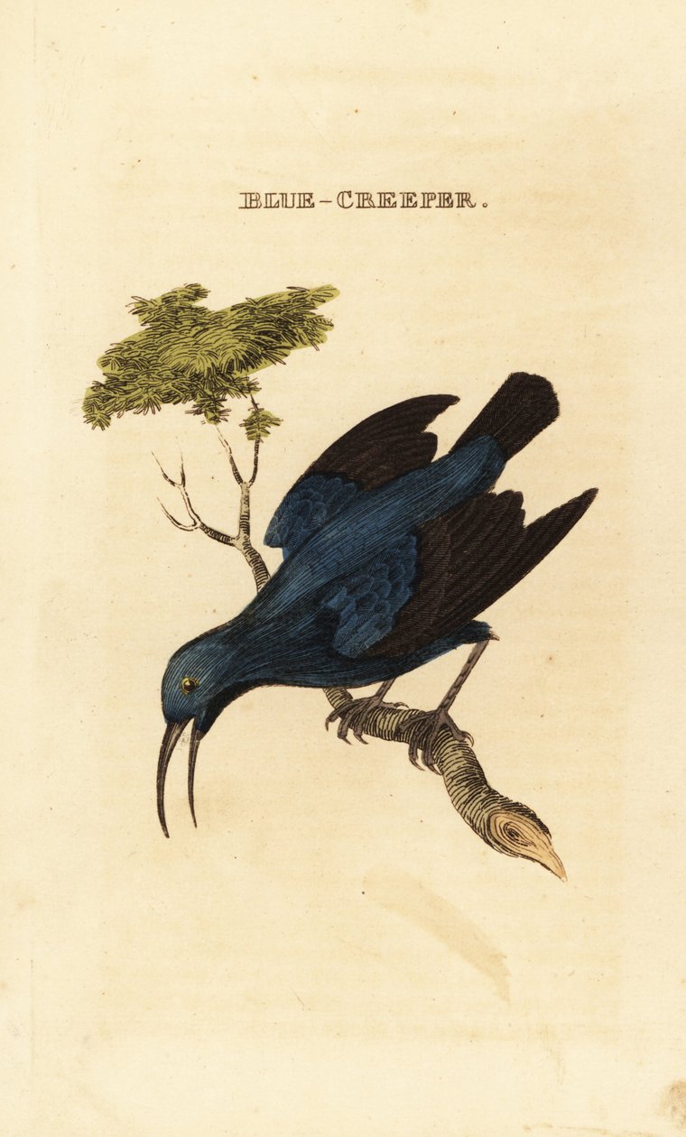 Mor yaban arısı, Cyanerpes caeruleus by George (after) Edwards