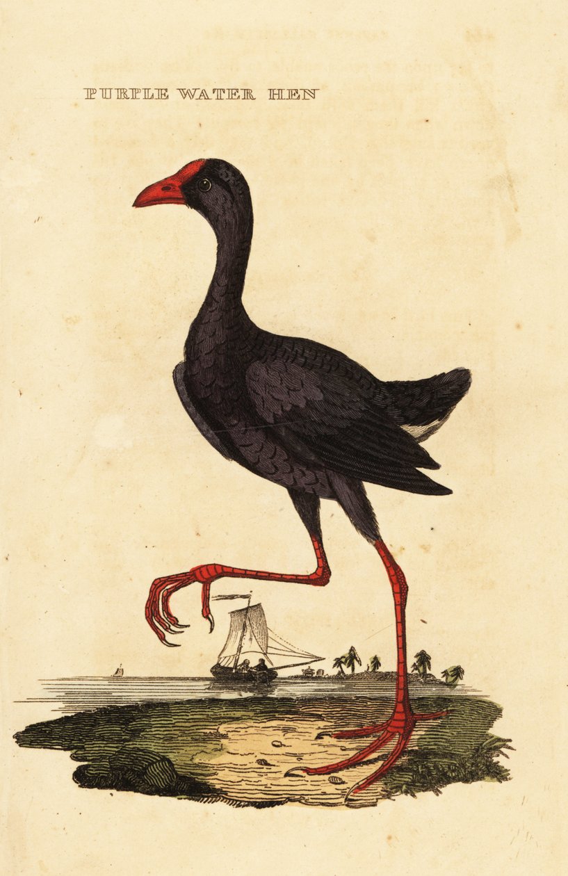 Mor bataklık, Porphyrio porphyrio by George (after) Edwards