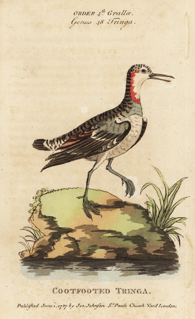 Kırmızı boyunlu phalarope, Phalaropus lobatus (Kızıl ayaklı tringa, Tringa rufra canadensis) by George (after) Edwards