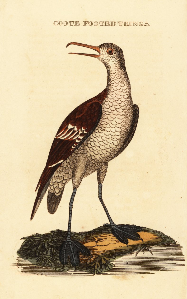 Kırmızı boyunlu phalarope, Phalaropus lobatus by George (after) Edwards