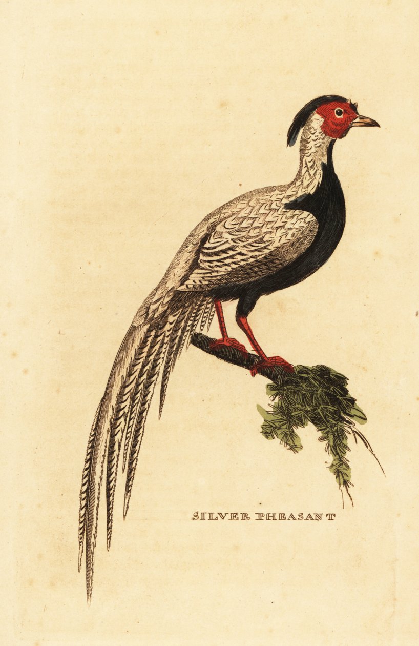 Gümüş sülün, Lophura nycthemera by George (after) Edwards