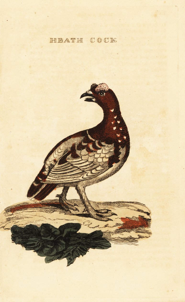 Orman tavuğu, Falcipennis canadensis canace by George (after) Edwards