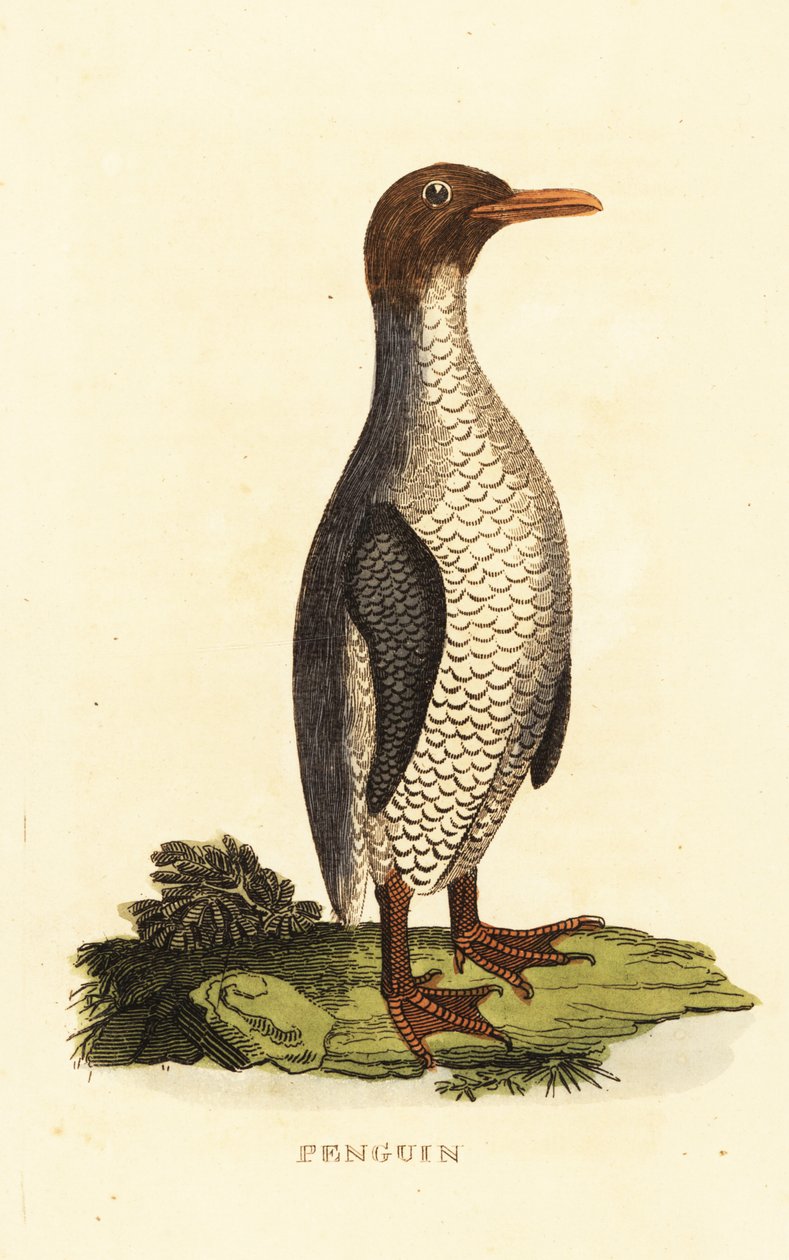Bilinmeyen penguen türleri by George (after) Edwards