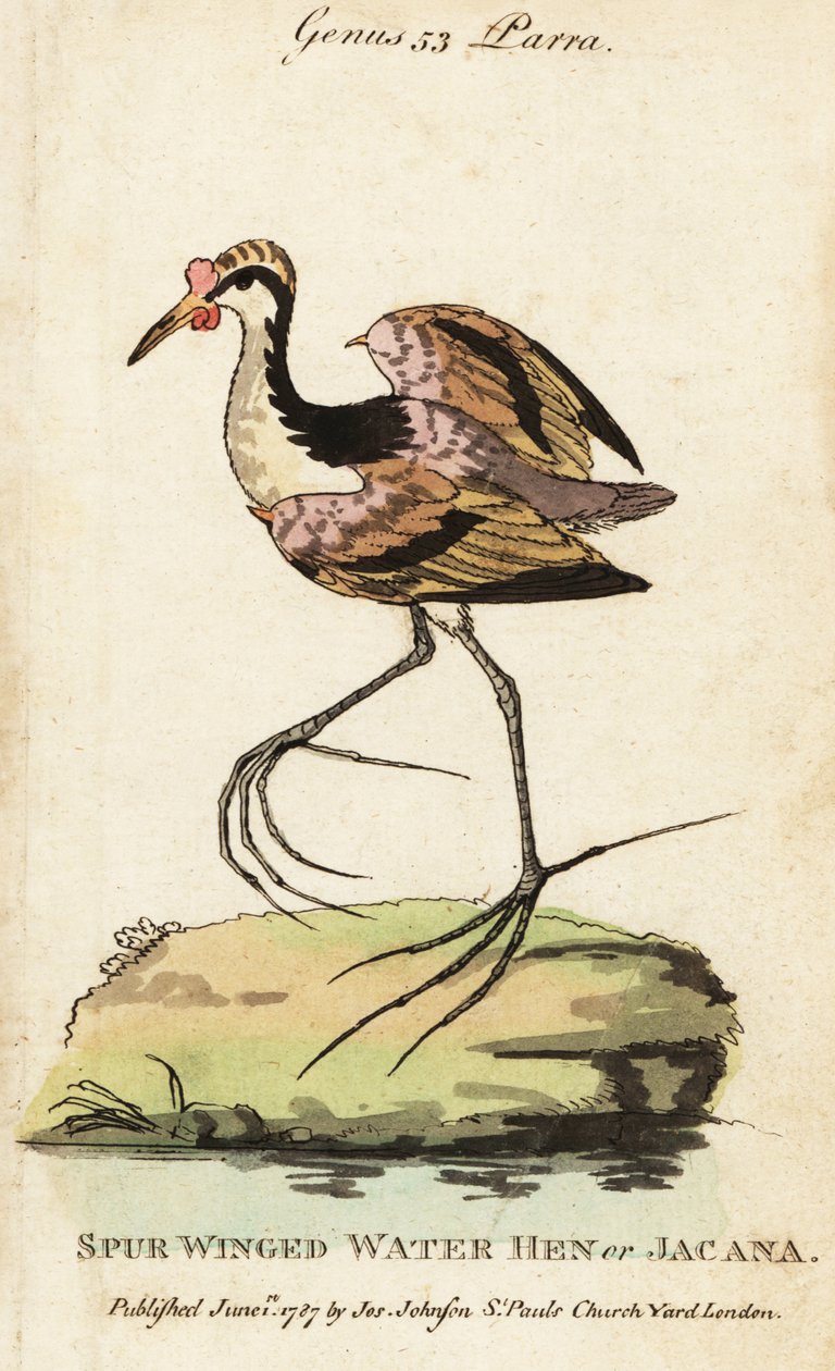 Wattled jacana, Jacana jacana by George (after) Edwards