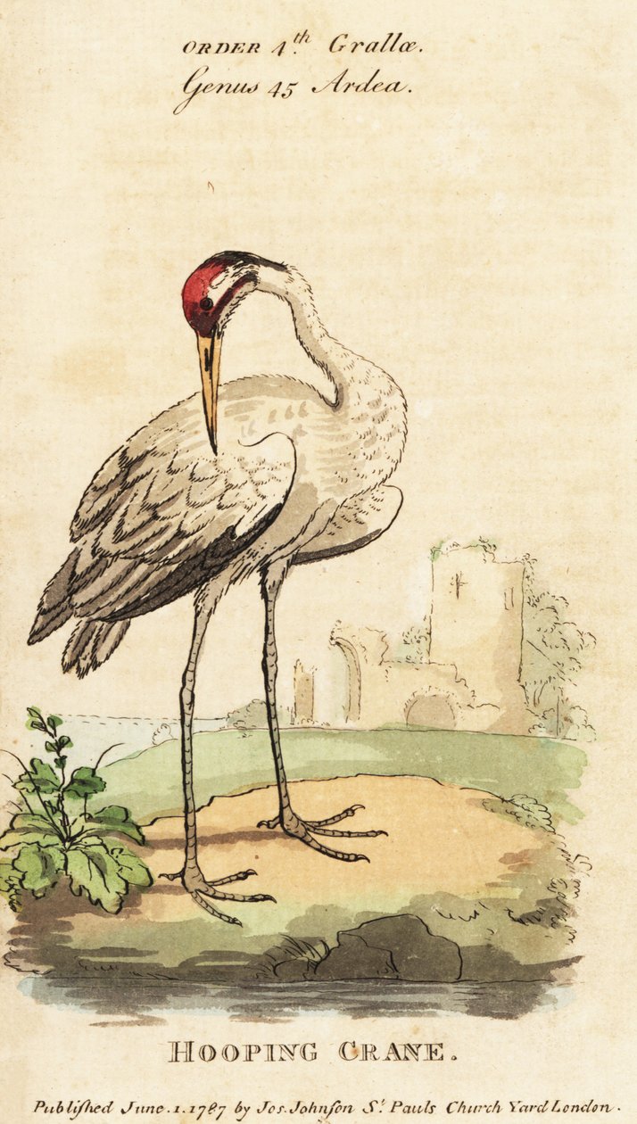 Boğmaca vinç, Grus americana by George (after) Edwards