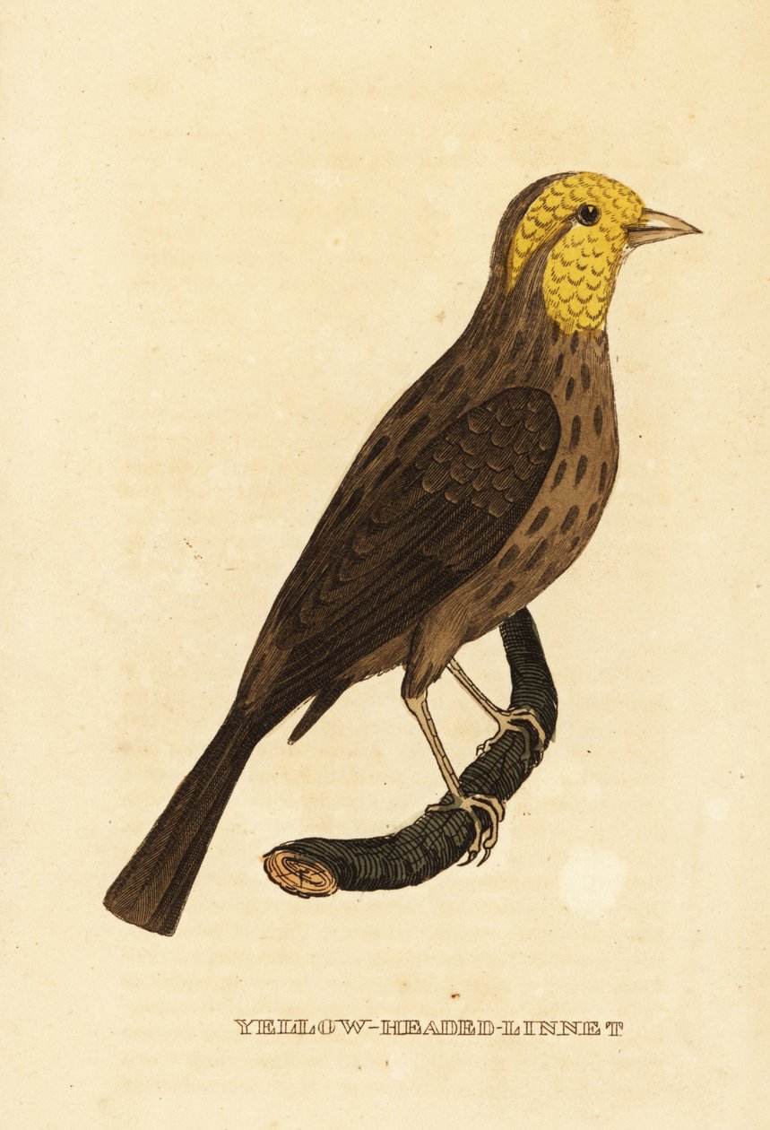 Sarı grosbeak, Pheucticus chrysopeplus by George (after) Edwards