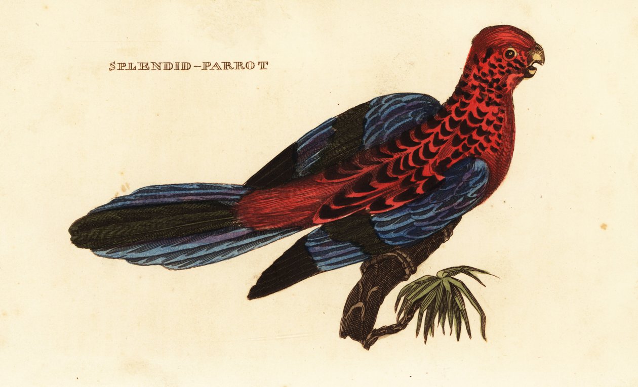 Kızıl gül, Platycercus elegans by George (after) Shaw