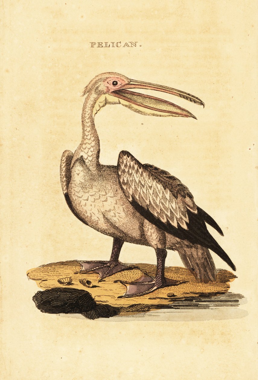 Büyük beyaz pelikan, Pelecanus onocrotalus by George (after) Shaw