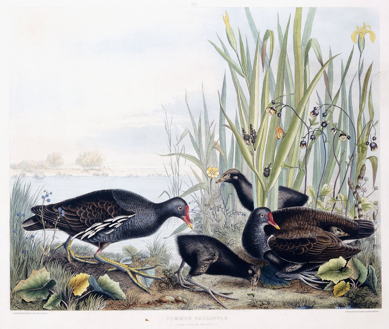 Adi Gallinule (Moorhen)(Erkek, dişi ve genç), c.1841 (el boyaması gravür) by George (after) Shield