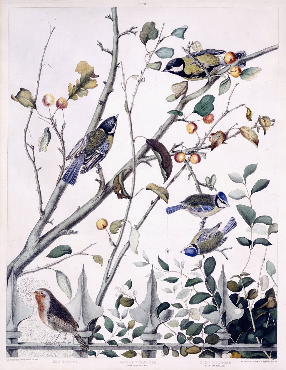 Red Breast (Robin), Great Titmouse (Erkek ve Dişi) ve Blue Titmouse (Erkek ve Dişi), c.1841 (el boyaması gravür) by George (after) Shield