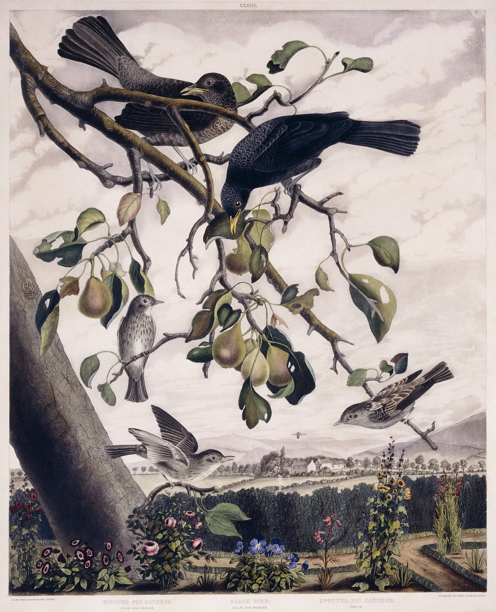 Benekli Sinek Avcısı (Erkek ve Dişi), Kara Kuş (Erkek ve Dişi) ve Benekli Sinek Avcısı (Genç), c.1841 (el boyaması gravür) by George (after) Shield