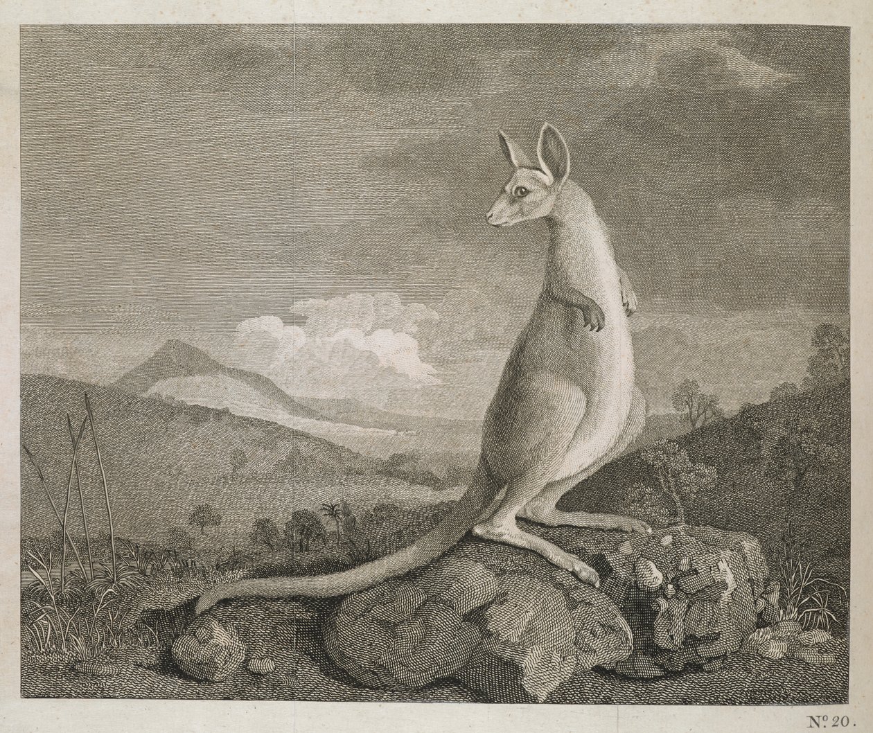 New Holland Sahilinde Kanguru Adında Bir Hayvan Bulundu by George (after) Stubbs