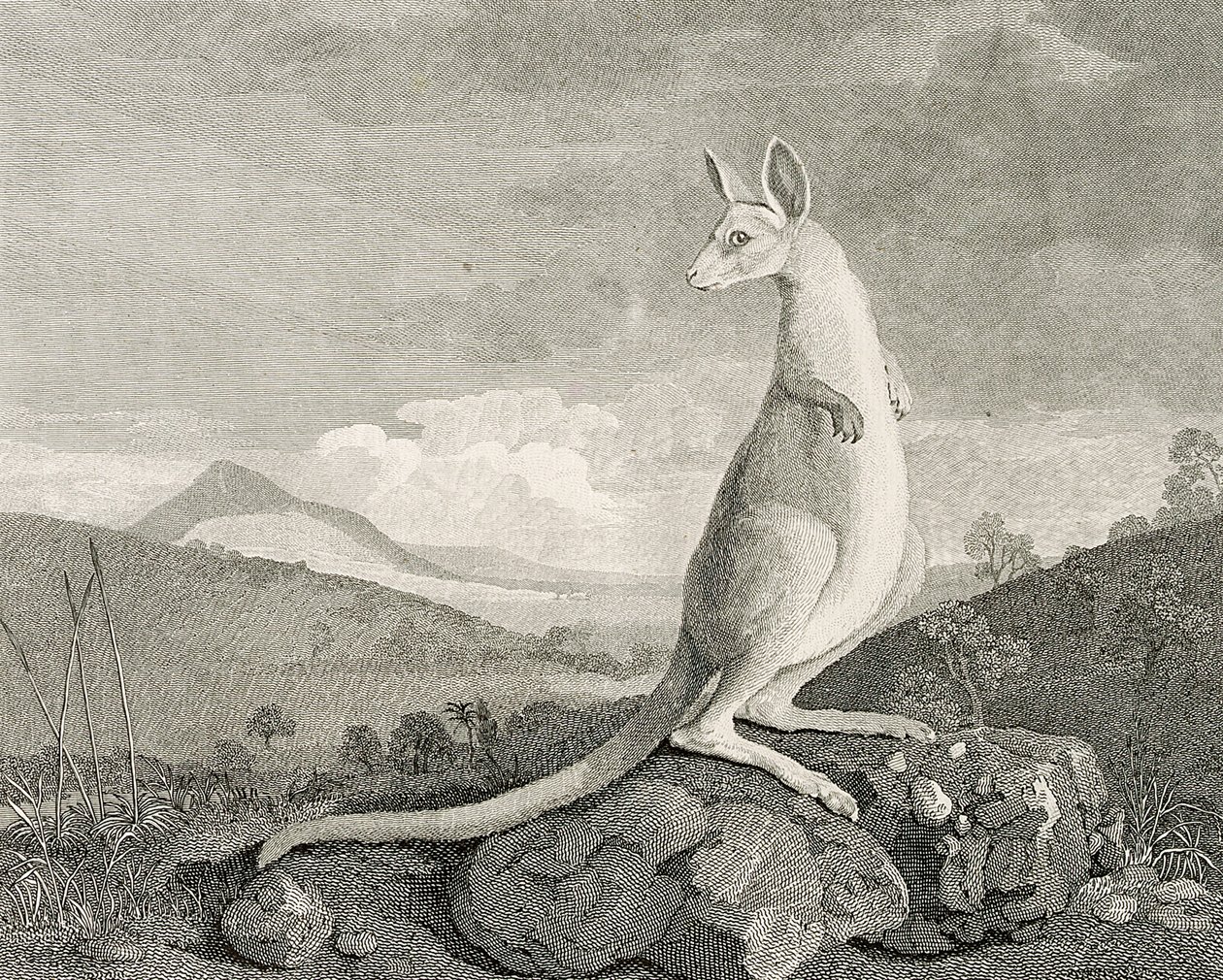  by George (after) Stubbs