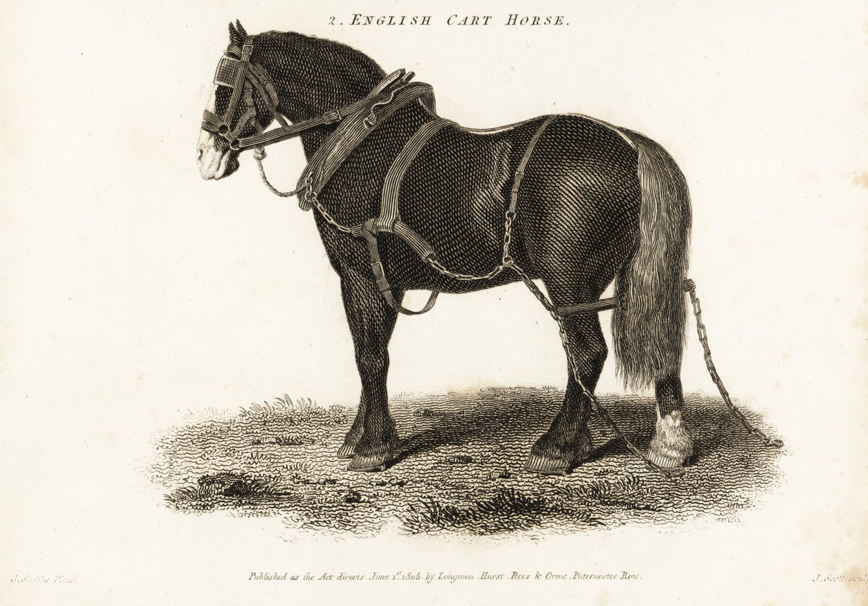 İngiliz Arabası Atı veya Shire taslak atı. by George (after) Stubbs
