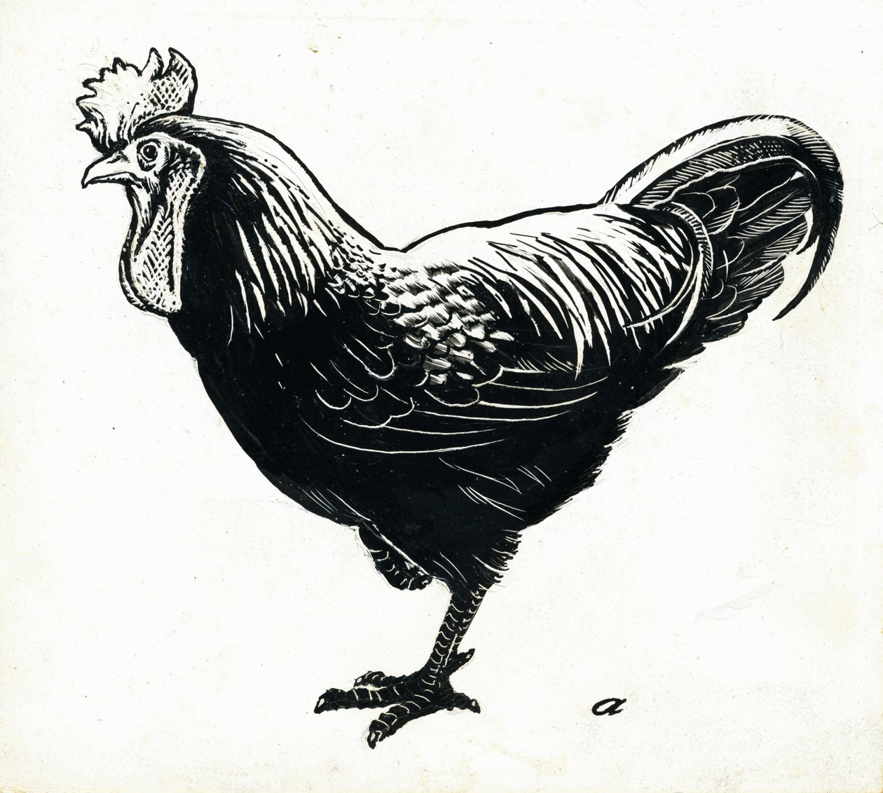 Tavuk, 1950