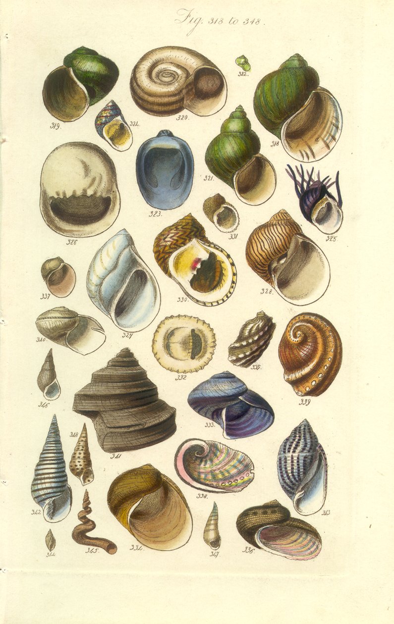 Conchological Manual Plate 15. Abalone kabukları dahil renkli kabuklar by George B. Sowerby