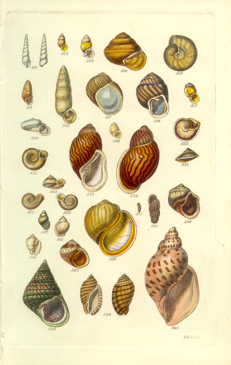 Conchological Manual Plate 25. Renkli kara kabukları by George B. Sowerby