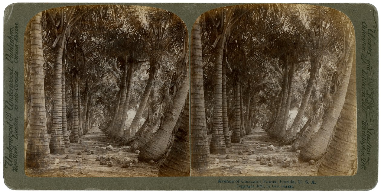 Hindistan cevizi avuç içi Caddesi, Florida, ABD, 1891. by George Barker