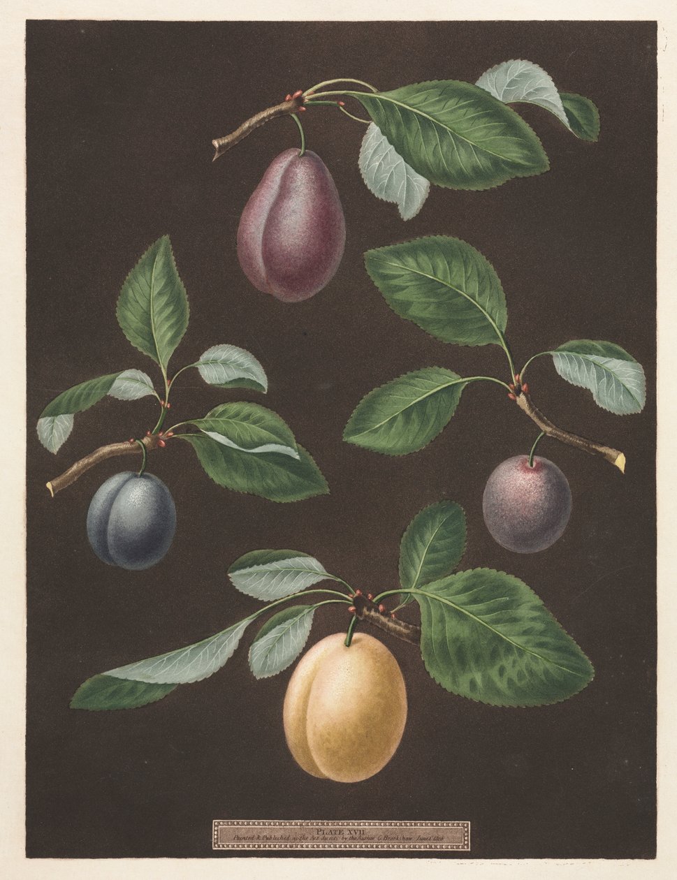 Pomona Britannica: No. 17 - Erikler by George Brookshaw