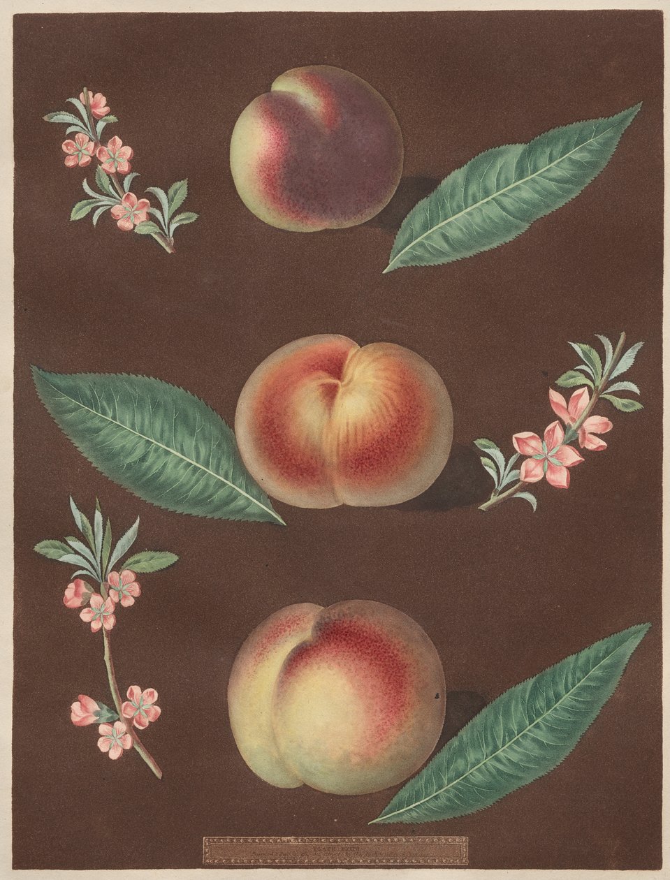 Pomona Britannica: No. 33 - Şeftali by George Brookshaw