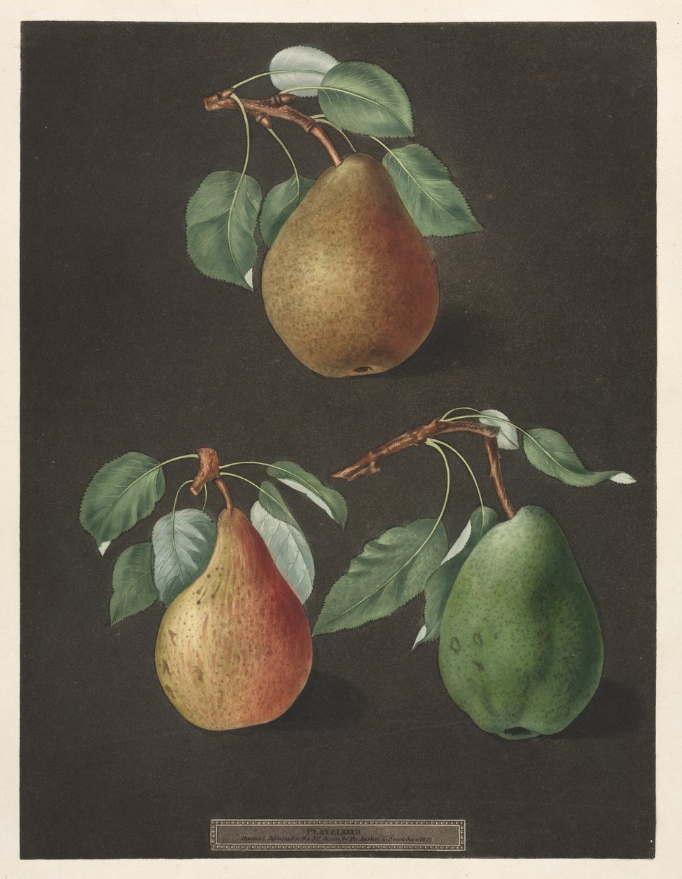 Pomona Britannica: No. 82 - Armut by George Brookshaw
