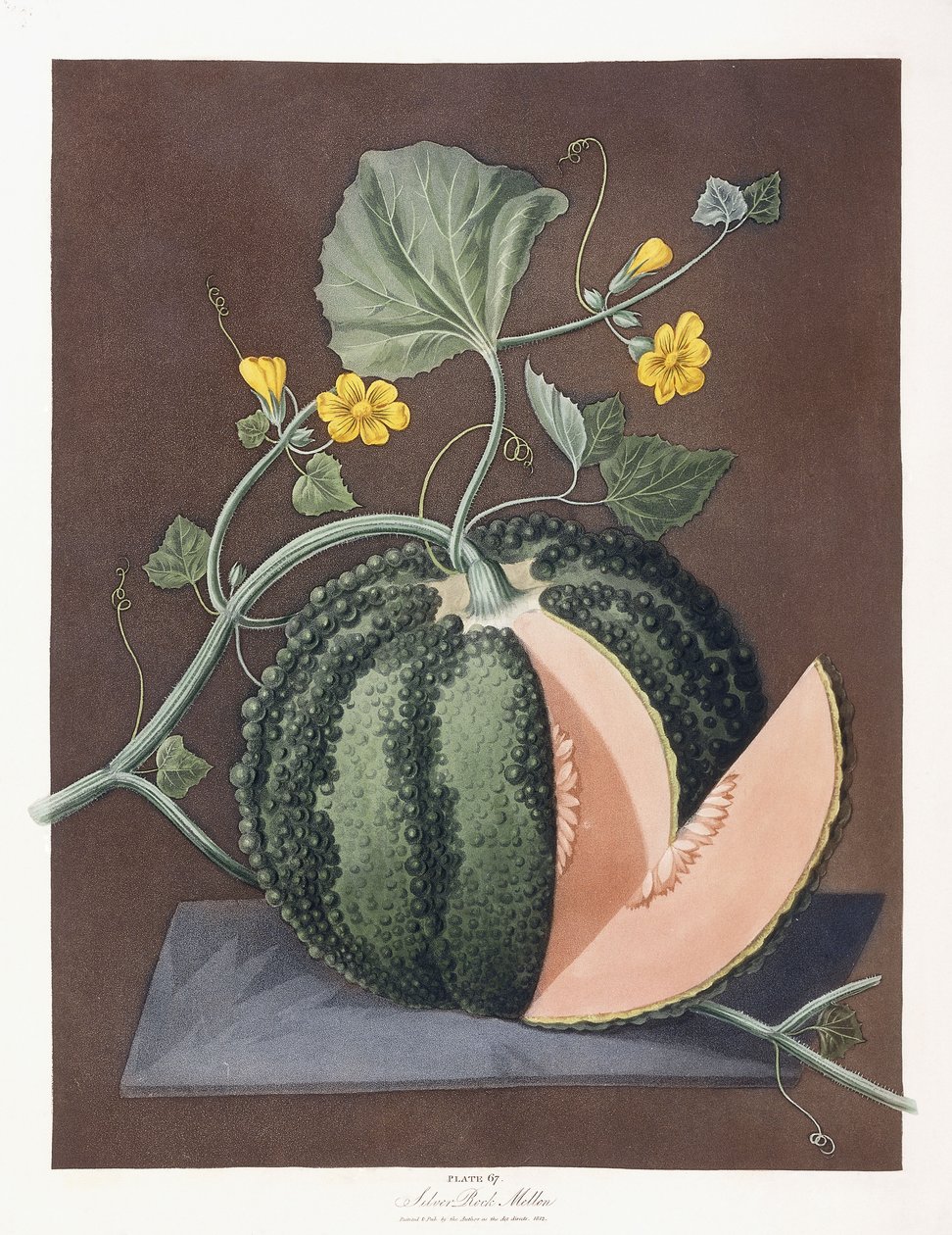 Silver Rock Kavun, 1812 by George Brookshaw