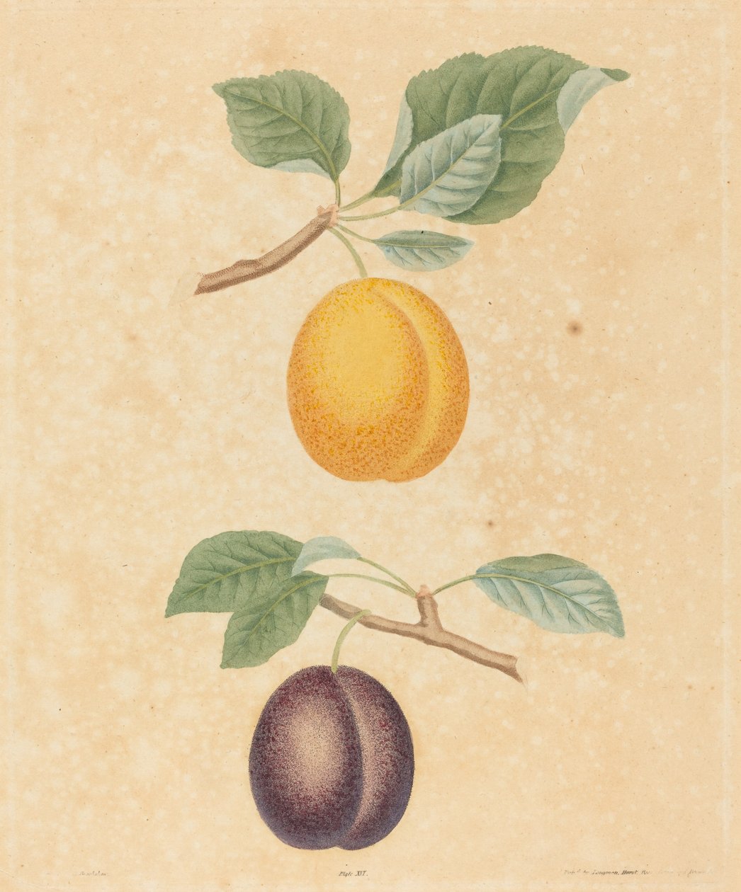 iki erik by George Brookshaw