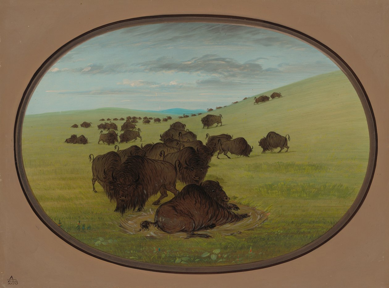 Bir Bufalo Çukuru, 18611869. by George Catlin