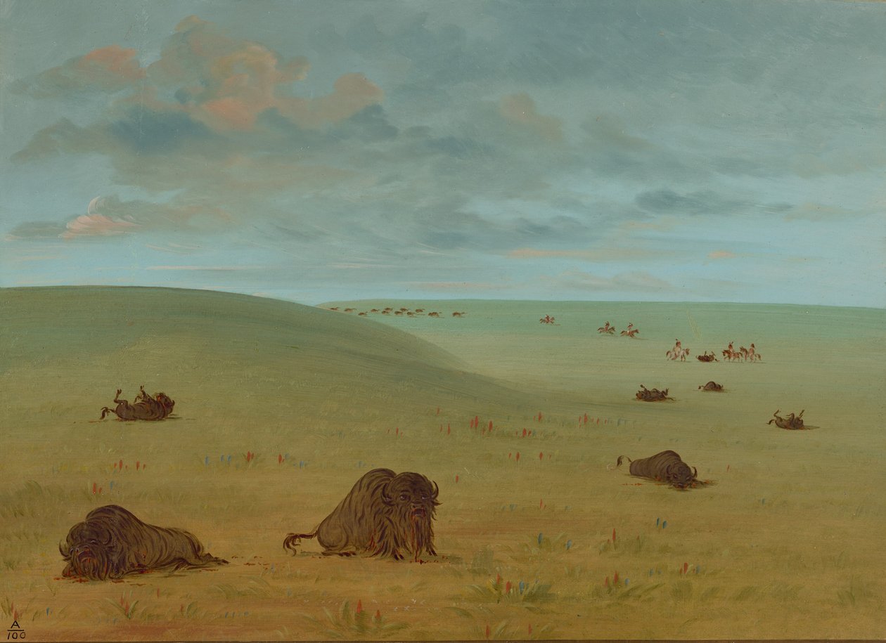 Buffalo Chase