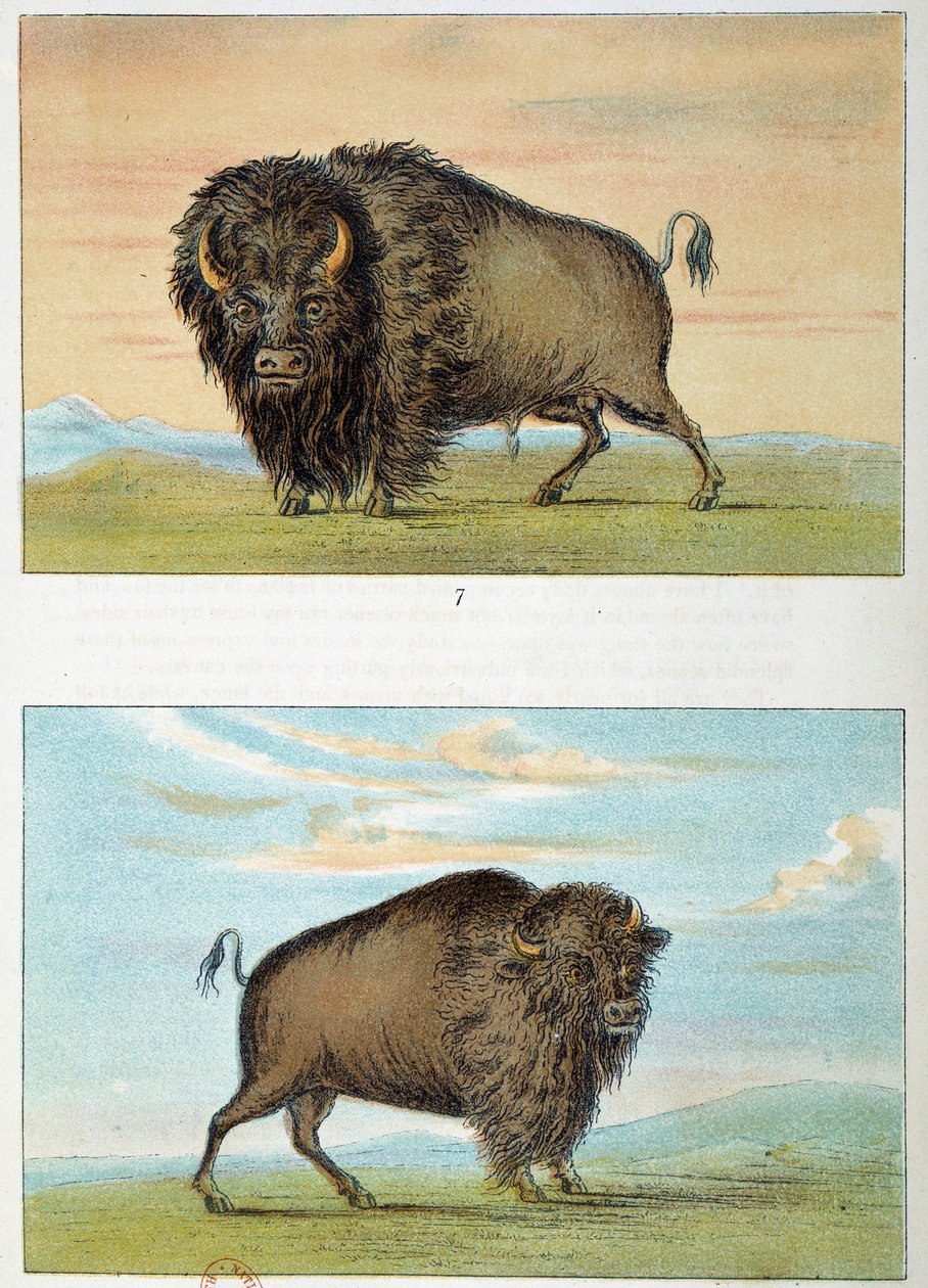 Bizon, erkek ve dişi, Amerika Birleşik Devletleri. George Catlin