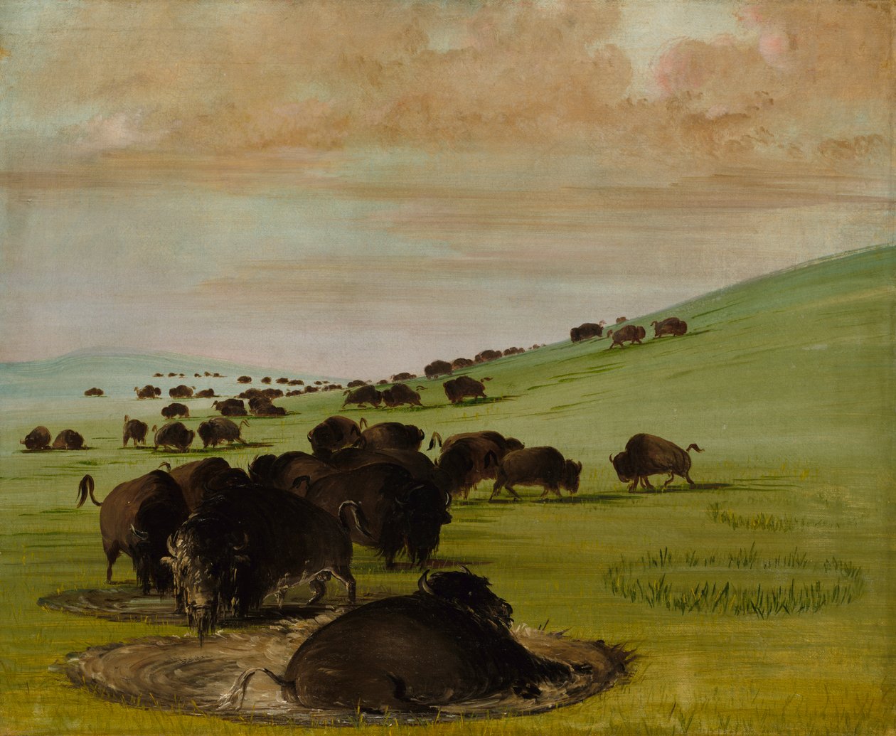 Bir Çukurda Buffalo Bulls, 1837-1839. by George Catlin