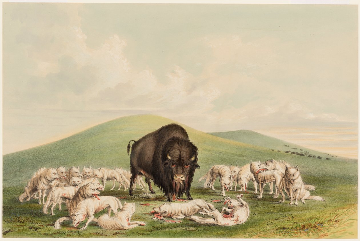 Bufalo Avı, Bir Bufalo Boğa Saldıran Beyaz Kurtlar by George Catlin