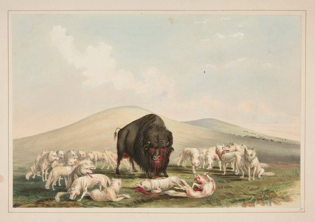 Buffalo Hunt, White Wolves Buffalo Bull