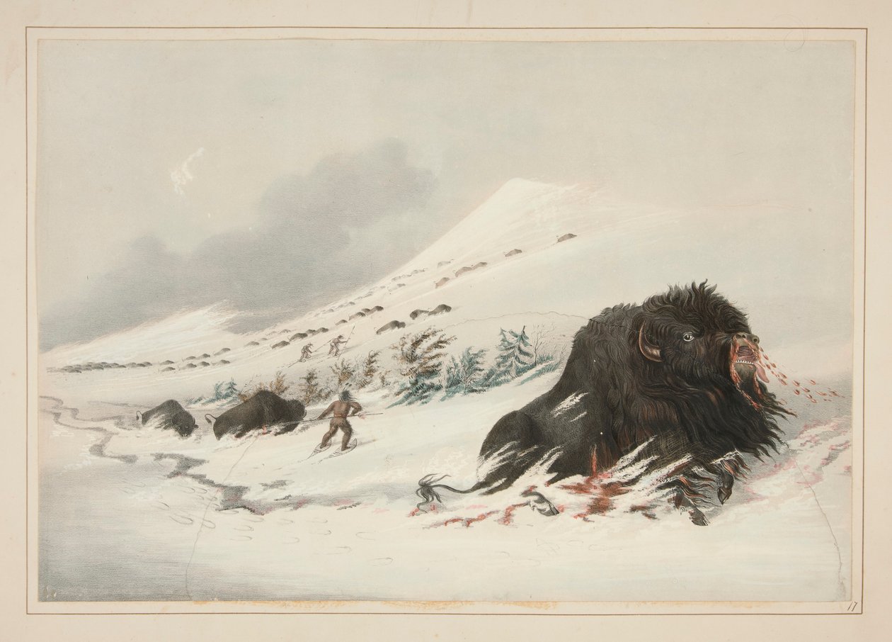 Ölen Buffalo Bull, Snow Drift