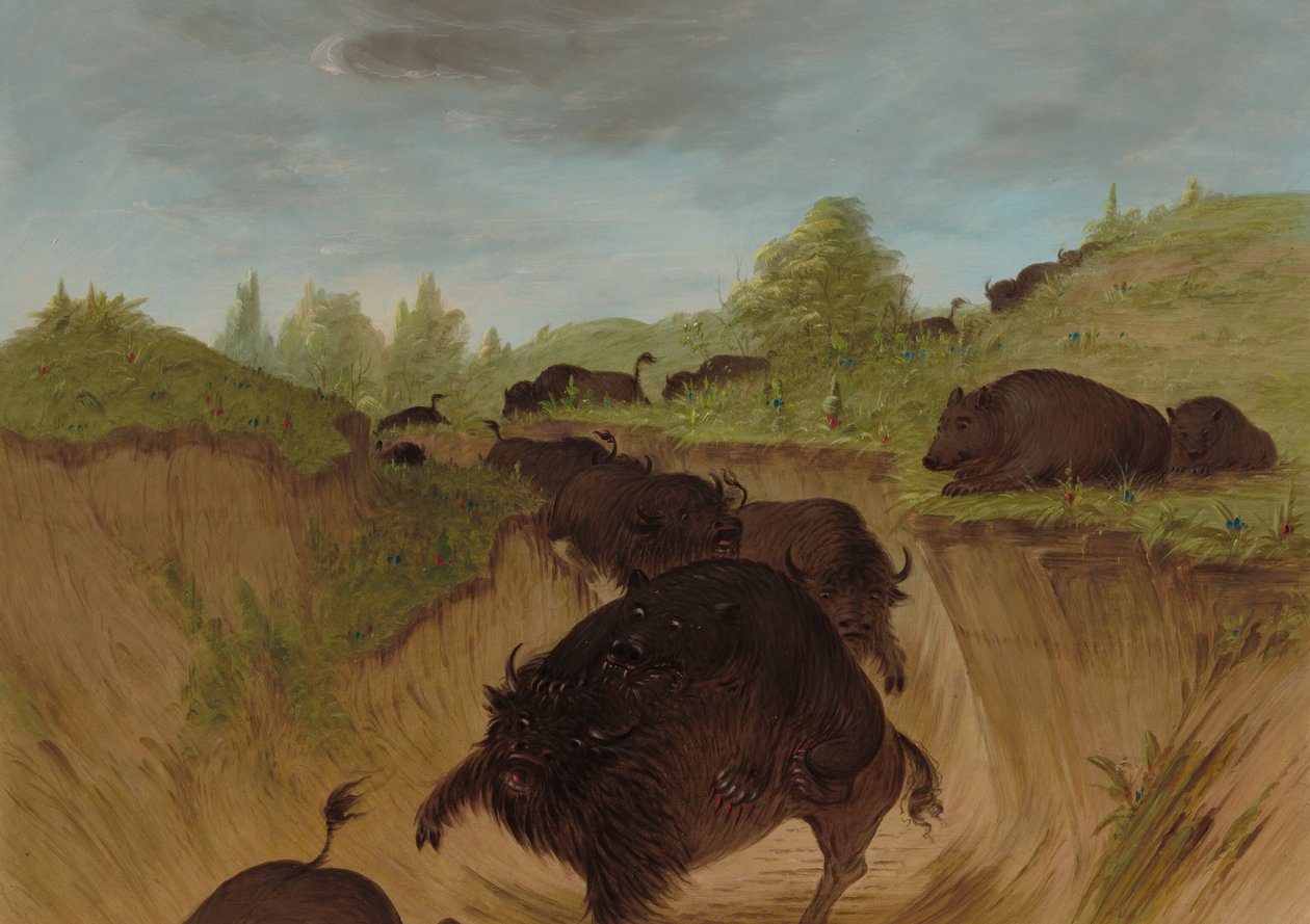 Bufaloya Saldıran Boz Ayılar, 18611869. by George Catlin