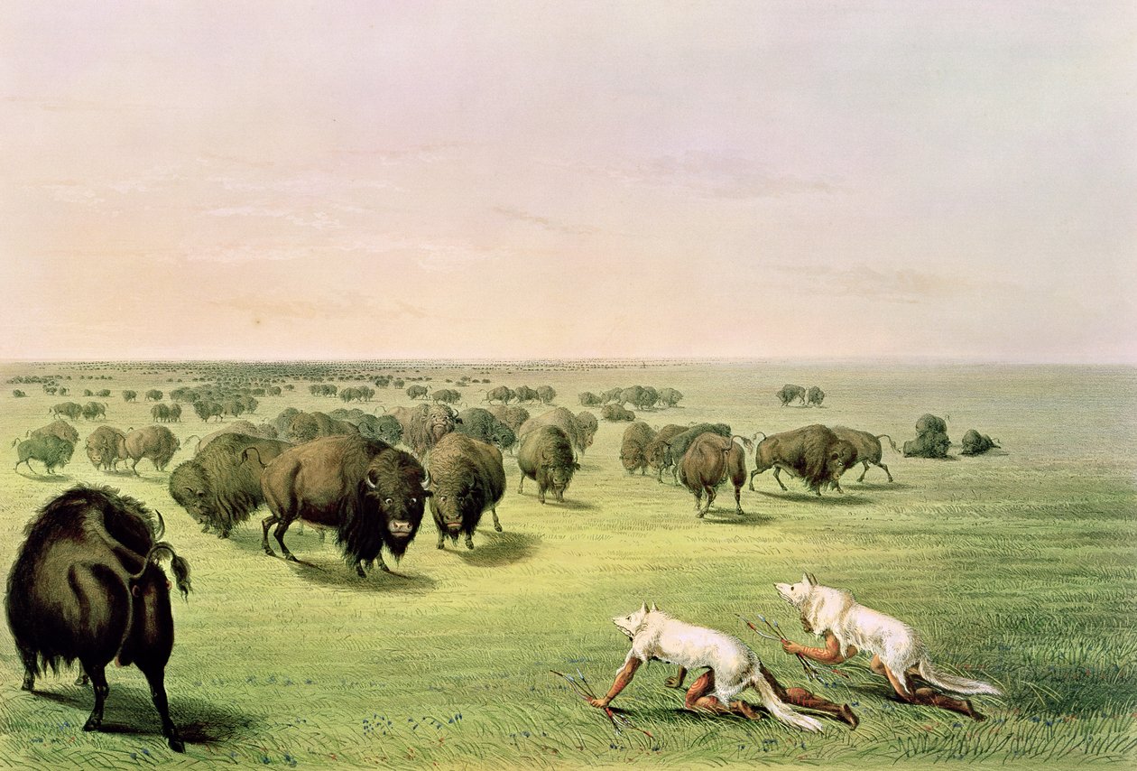 Kurt Derileri ile Kamufle edilmiş Buffalo Avı, 1832 dolayları by George Catlin