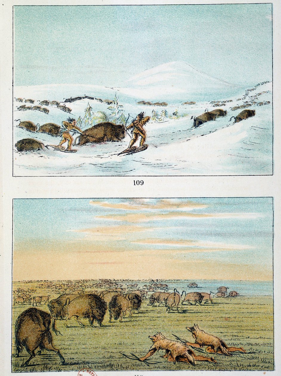 Indians of America. Bison Hunting: Indians wear snowshoes to hunt in winter and cover themselves with wolf skin in summer. Illustration by George Catlin (1794-1872) by George Catlin