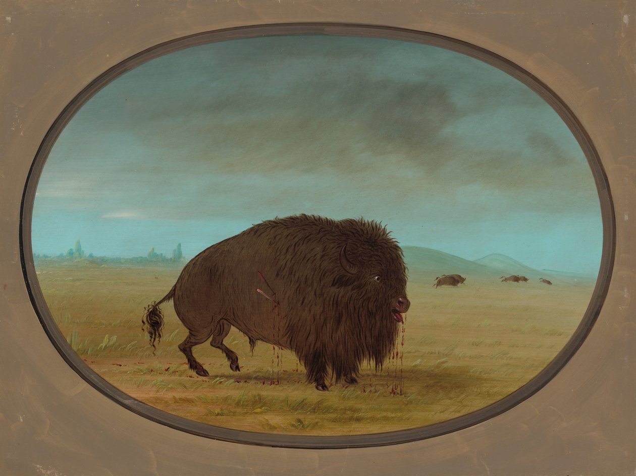 Yaralı Buffalo Boğa, 18611869. by George Catlin