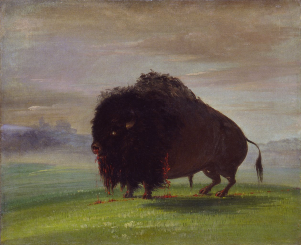 Yaralı Buffalo, Kanını Çayırlar Üzerine Sererek, 1832-1833. by George Catlin