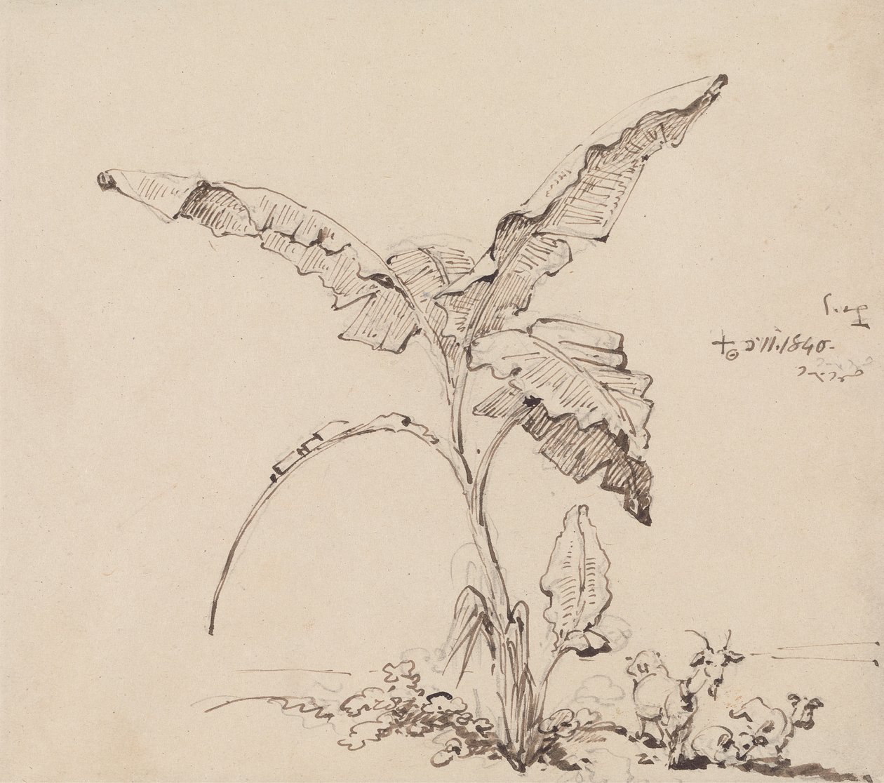 Muz Ağacının Altındaki Keçiler by George Chinnery