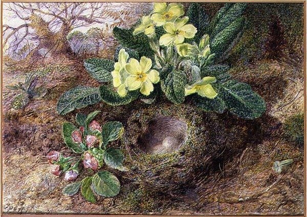 çuha çiçeği ve kuş yuvası ile natürmort (suluboya, kağıt üzerine guaj) by George Clare