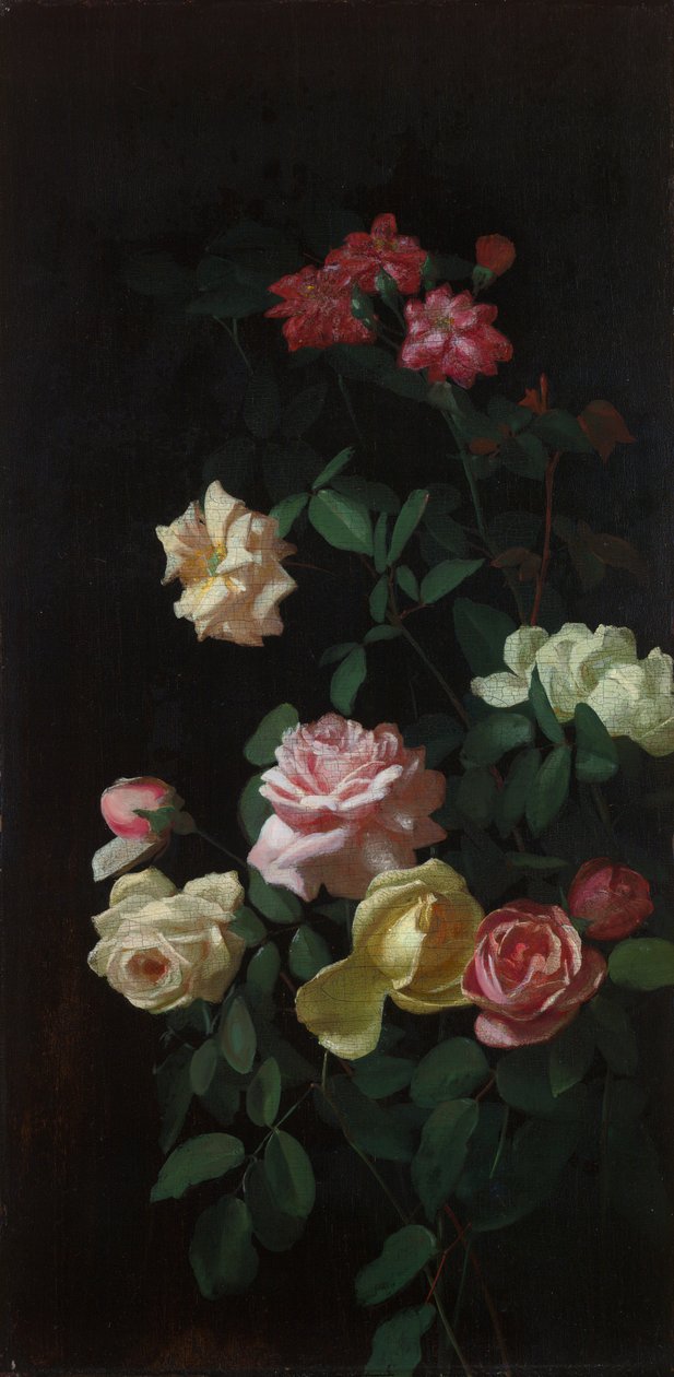 güller by George Cochran Lambdin