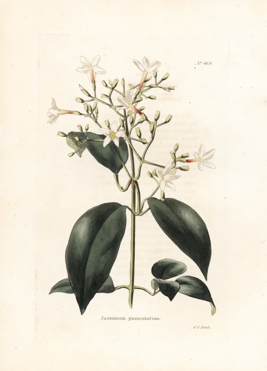Jasmin (Jasminum panikulatum) - İngiliz dergisi Conrad Loddiges Botanical Kabinesi için George Cooke tarafından litografi (1738-1826) by George Cooke