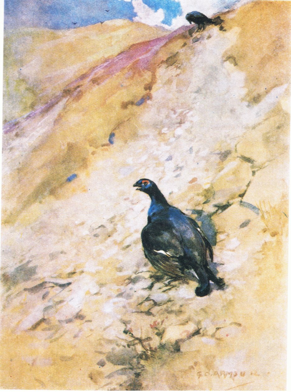 Blackcock, tüylerini kabartarak ve kanatlarını çırparak banyodan çok keyif aldı (renkli lito) by George Denholm Armour