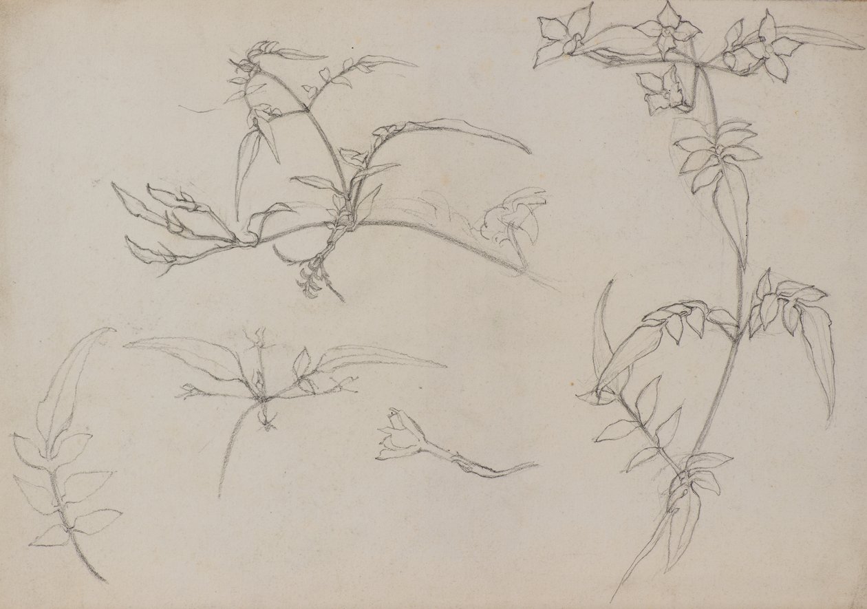 Botanik Çizim by George Dutch Davidson