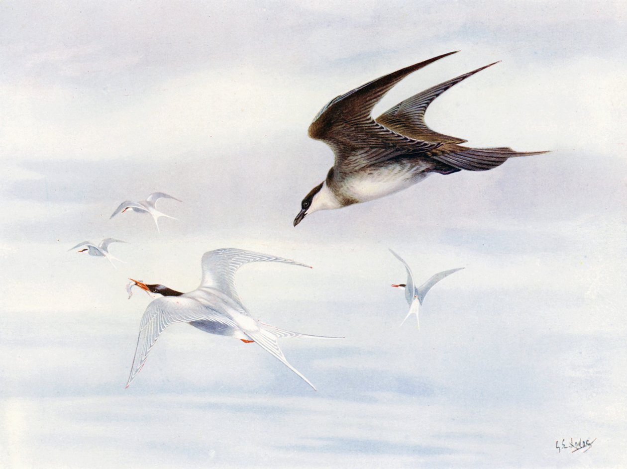 Arktik-skua tarafından kovalanan Arktik-tern (renkli lito) by George Edward (after) Lodge