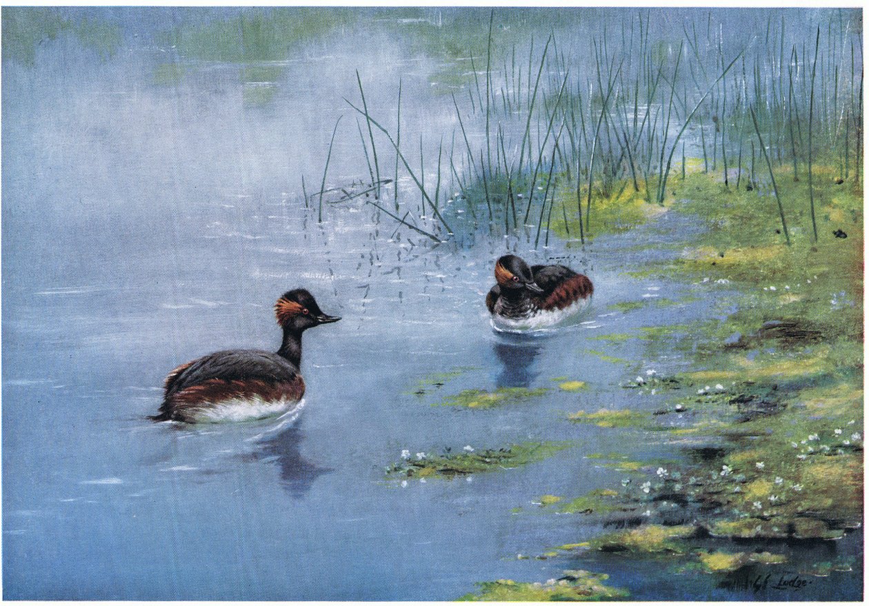  by George Edward Lodge