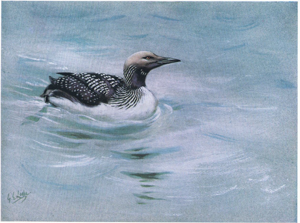  by George Edward Lodge