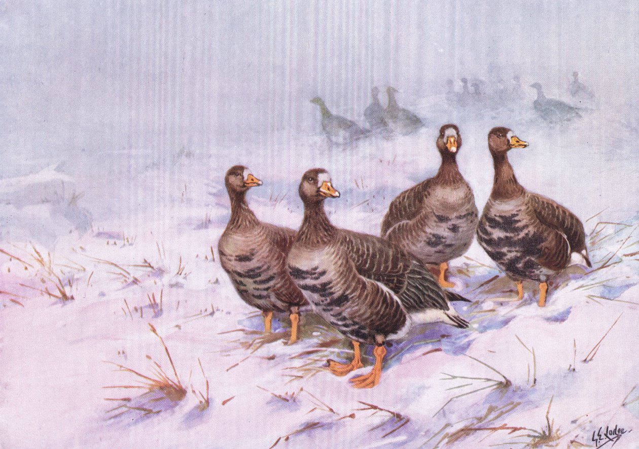  by George Edward Lodge