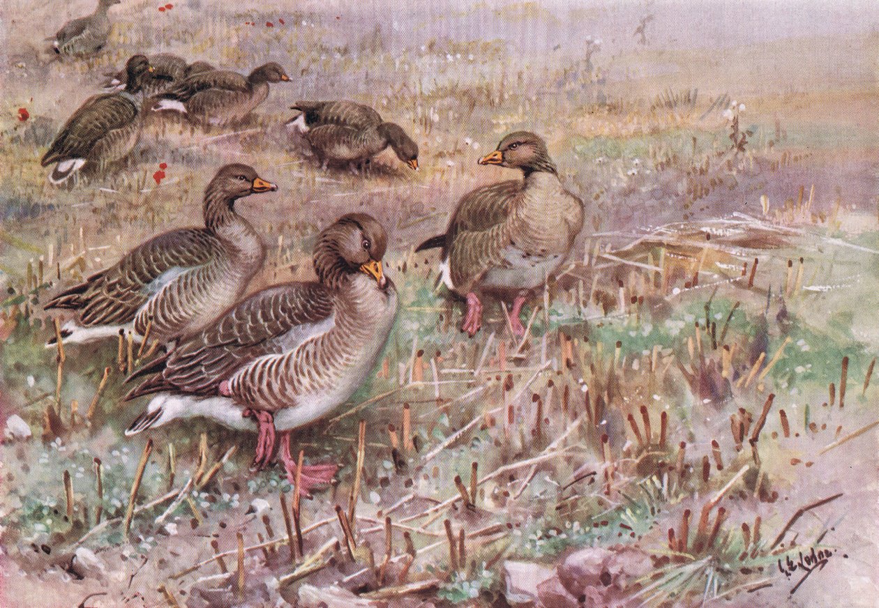  by George Edward Lodge